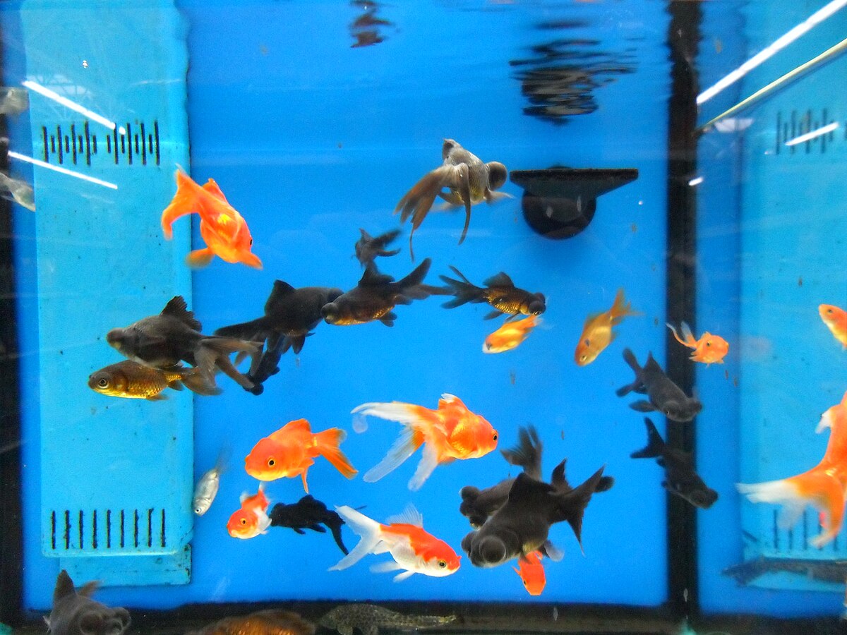 A photo of an aquarium with orange fish.